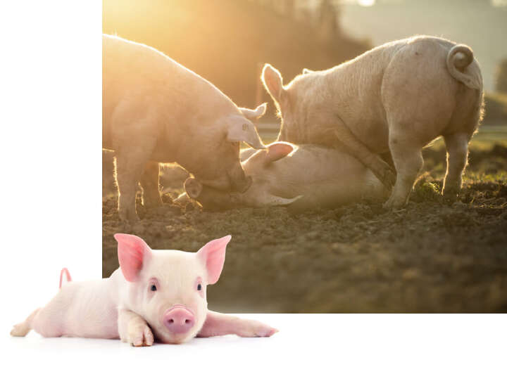 schwein schwanzbeißen ausloser schwein schwanzbeißen ausloser